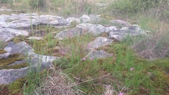 Phemeranthus mengesii