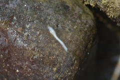 Acotylea