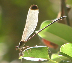 Vestalis apicalis