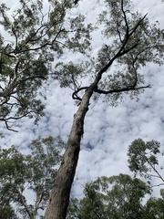 Eucalyptus carnea