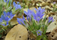 Gentiana zollingeri