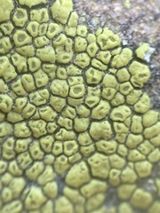 Acarospora robiniae