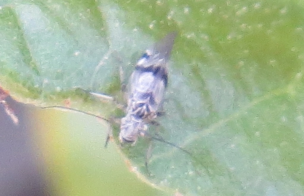 Psocus crosbyi