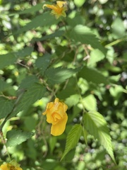 Kerria japonica