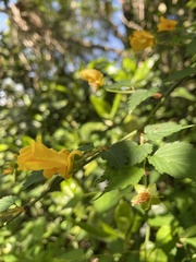 Kerria japonica