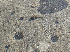 Oligocottus maculosus