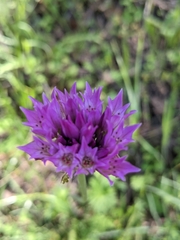 Allium serra