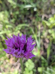 Allium serra