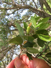 Callirhytis congregata