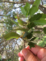 Callirhytis congregata