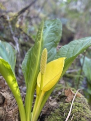 Lysichiton americanus