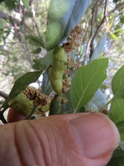 Callirhytis congregata