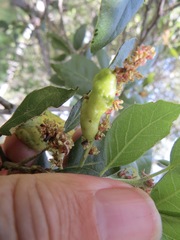 Callirhytis congregata