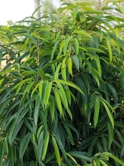 Ficus maclellandii