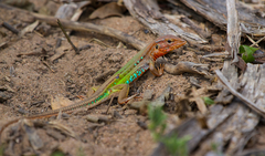 Flame-Throated Whiptail photo 3