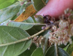 Callirhytis carmelensis