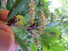 Callirhytis carmelensis