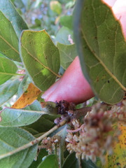 Callirhytis carmelensis