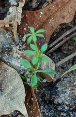 Galium bermudense