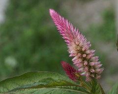 Celosia spicata