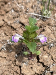 Acanthomintha ilicifolia