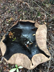 Phlebopus marginatus