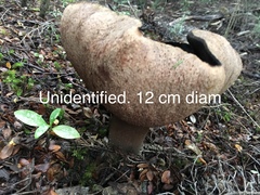 Phlebopus marginatus