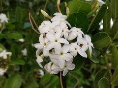 Carissa bispinosa
