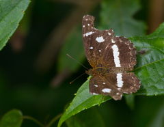 Castilia