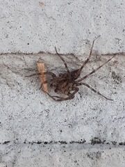 Toxopsoides kathleenae