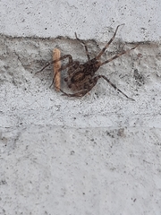 Toxopsoides kathleenae