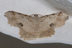 Calletaera subexpressa