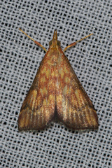 Pyrausta ignealis