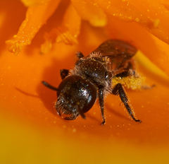 Micralictoides ruficaudus