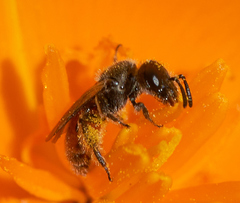 Micralictoides ruficaudus