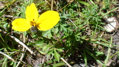 Bidens serrulata