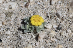 Eriophyllum wallacei