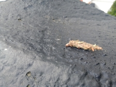 Liothula omnivora