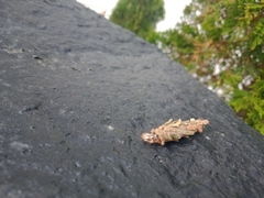 Liothula omnivora
