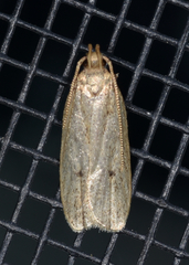 Glyphidocera