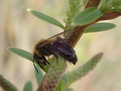 Strepsiptera