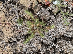 Cardionema ramosissimum