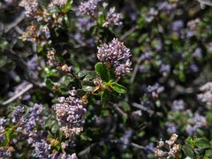 Ceanothus foliosus