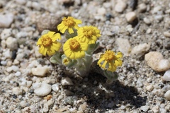 Eriophyllum wallacei