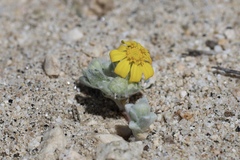 Eriophyllum wallacei