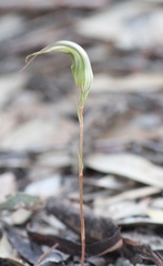 Pterostylis ampliata