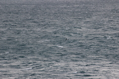 Procellaria