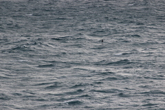 Procellaria