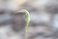 Pterostylis ampliata