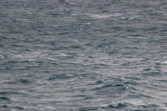 Procellaria